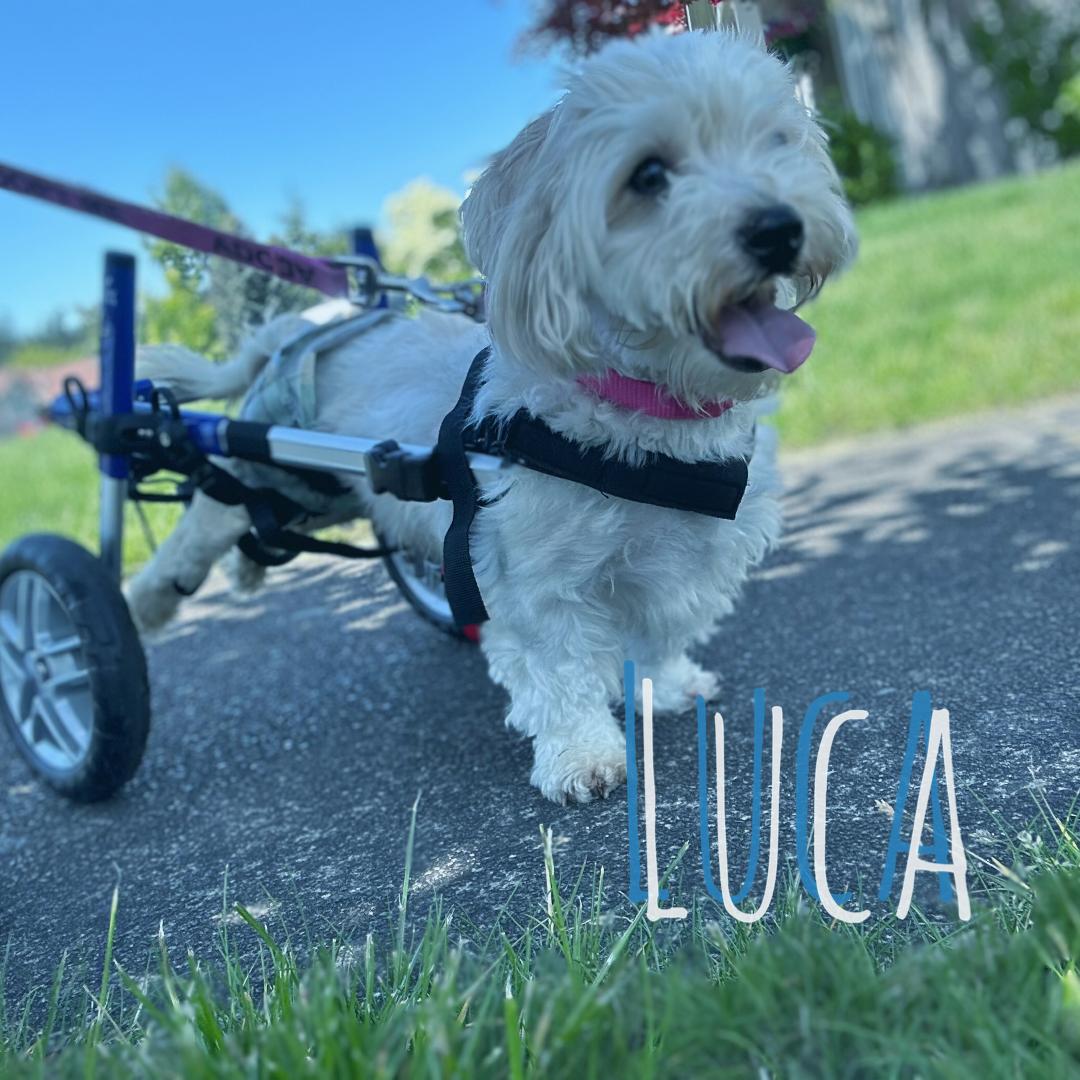 Luca, Adoptable, Adult Male Maltese.