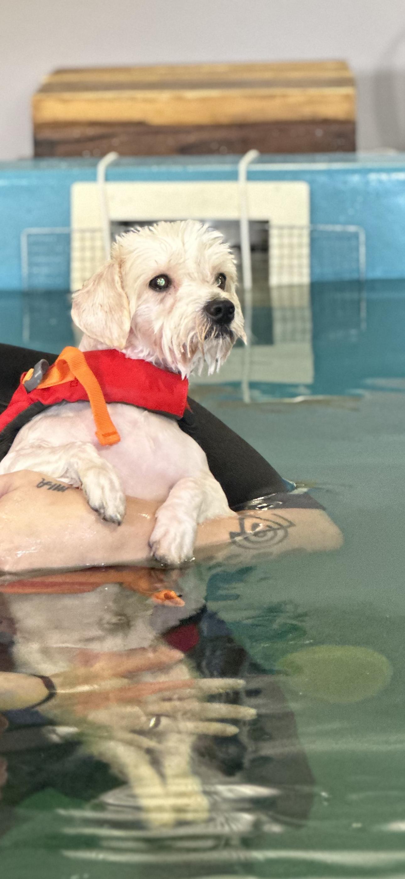 Luca, a Adoptable Maltese in Las Vegas, NV image 2/3