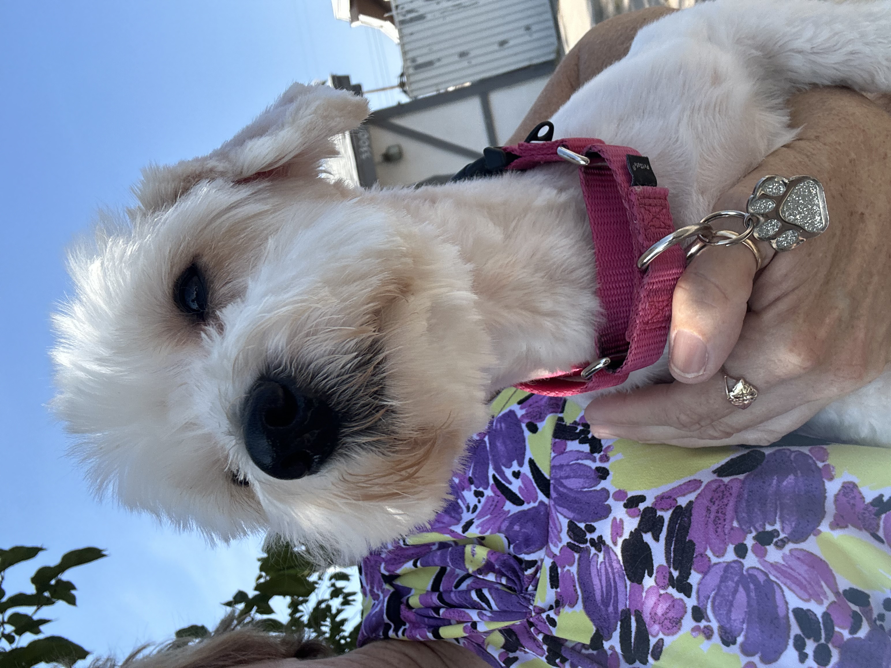 Luca, a Adoptable Maltese in Las Vegas, NV image 3/3