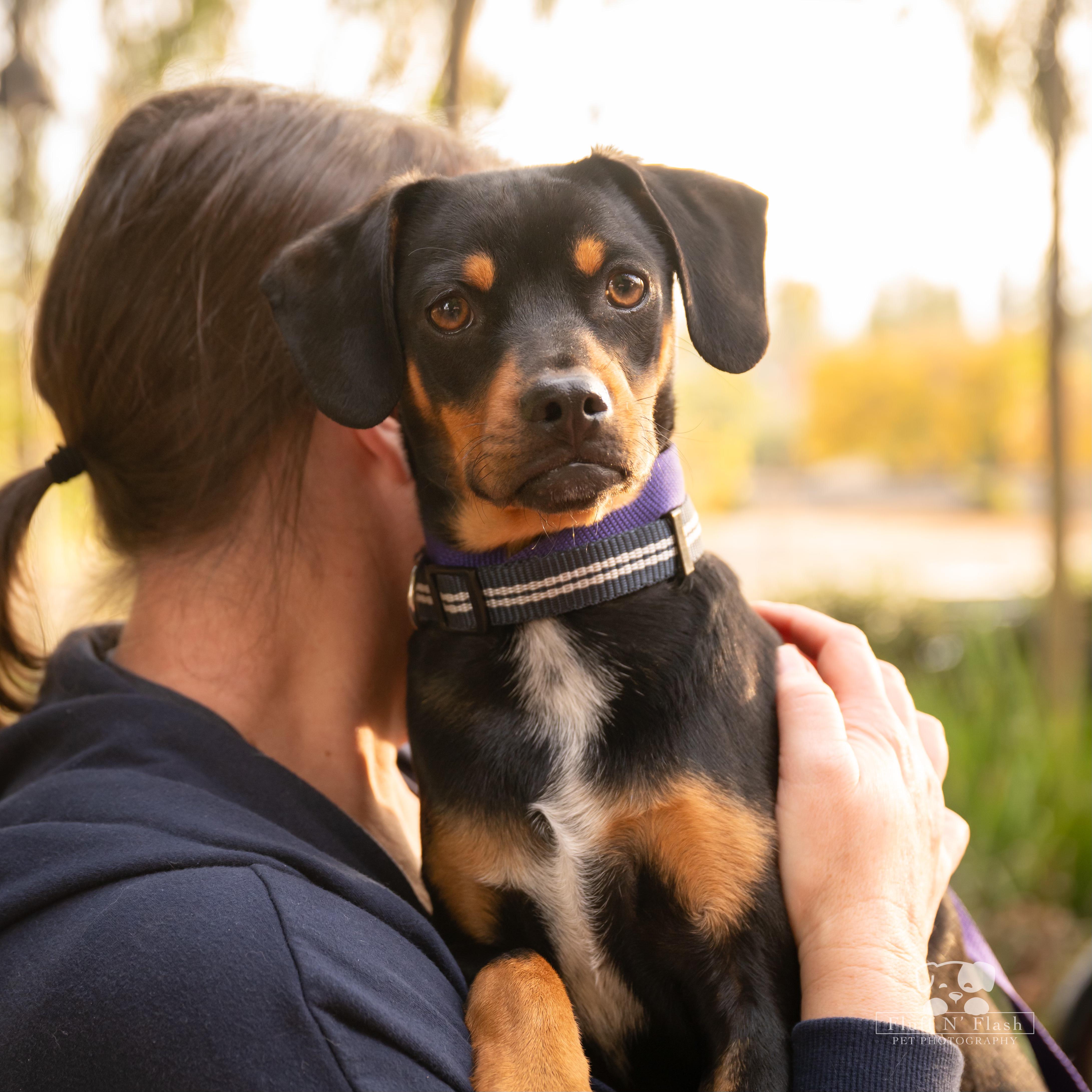 Jelly, a Adoptable mixed breed in Moreno Valley, CA image 1/3