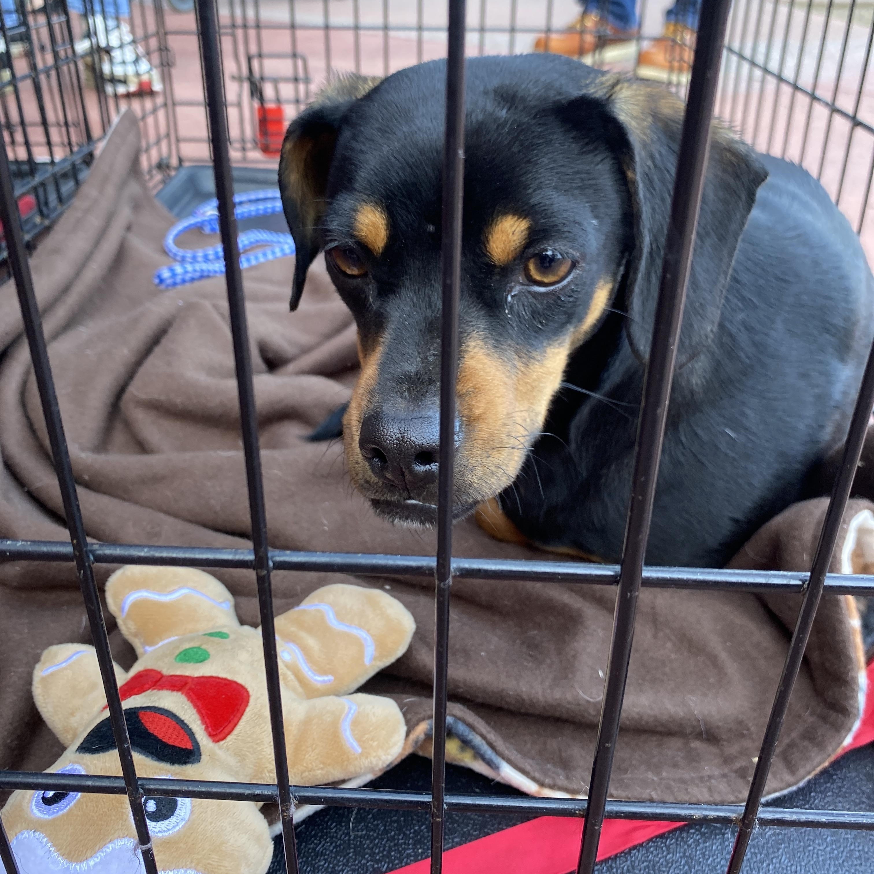 Jelly, a Adoptable mixed breed in Moreno Valley, CA image 3/3