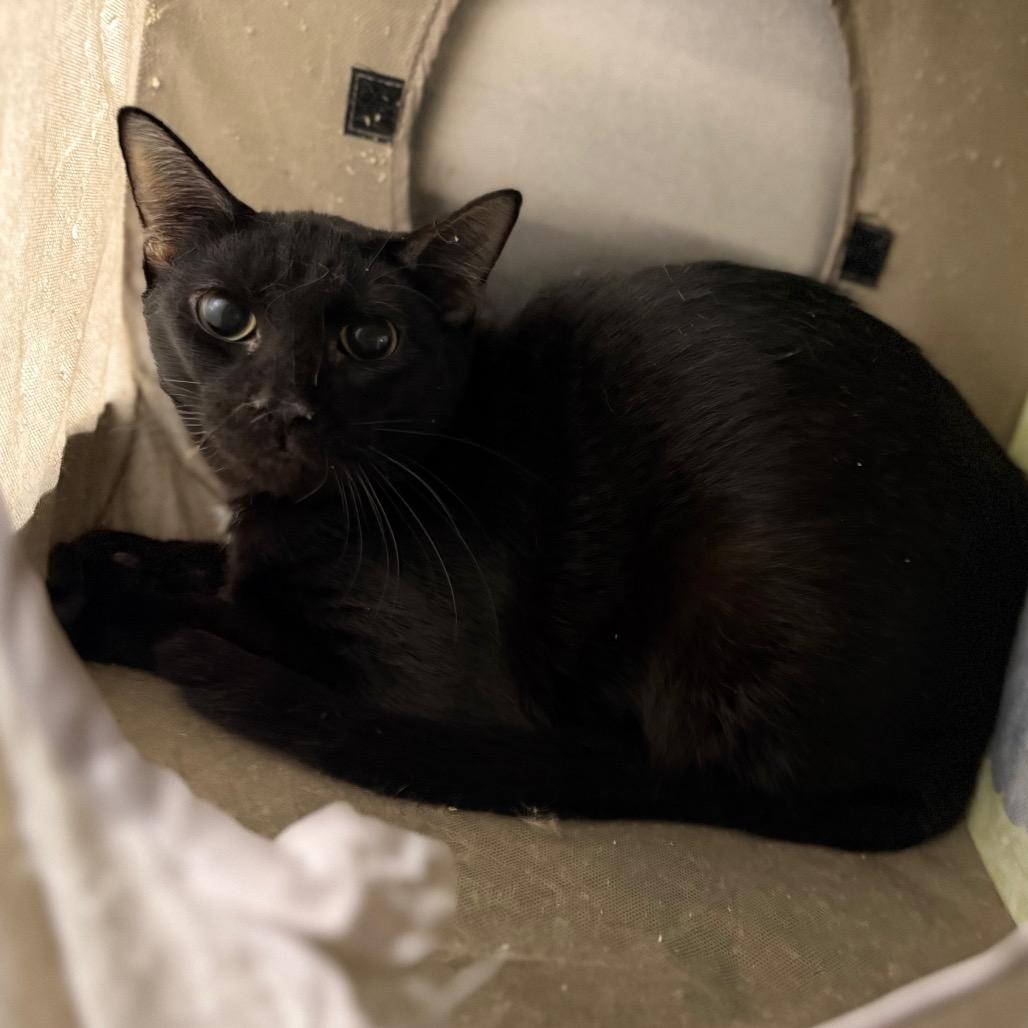 Oliver, Adoptable, Adult Male Domestic Short Hair.