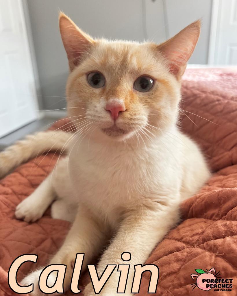 Calvin, Adoptable, Kitten Male Domestic Short Hair.