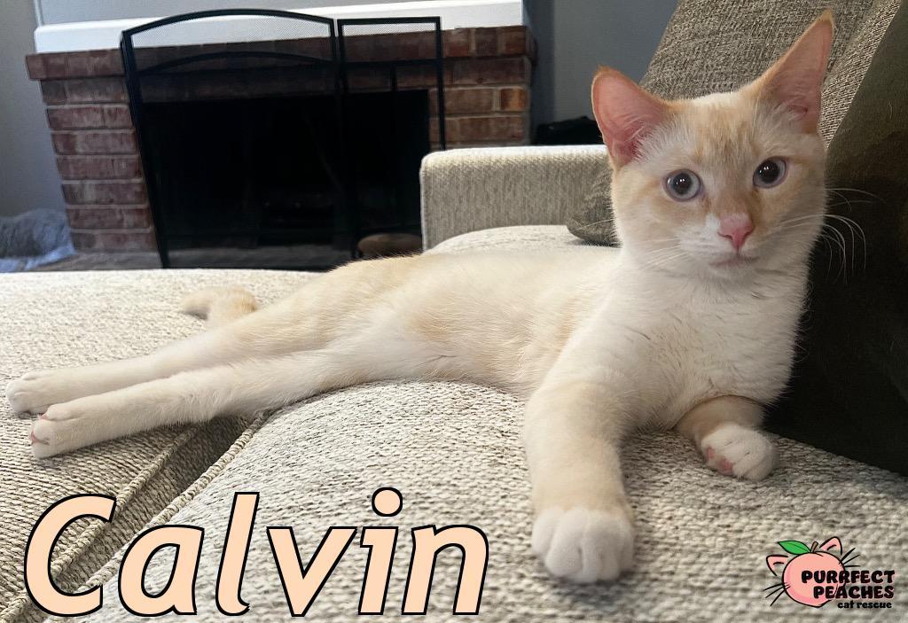 Calvin, a Adoptable mixed breed in Douglasville, GA image 2/6