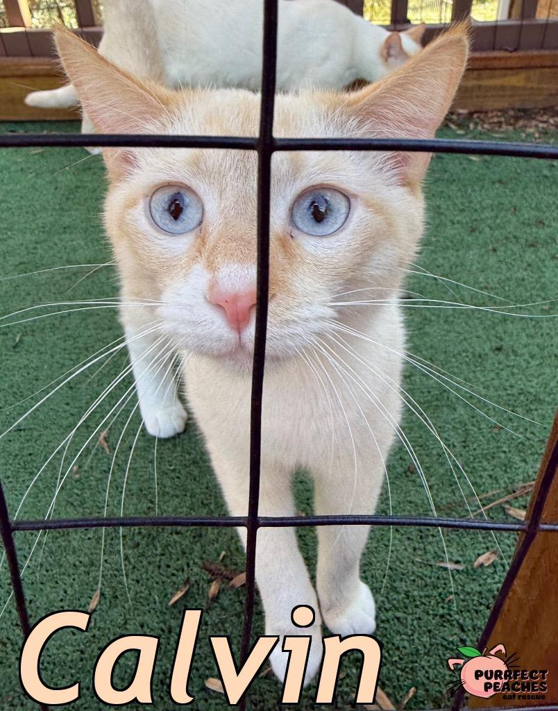 Calvin, a Adoptable mixed breed in Douglasville, GA image 3/6