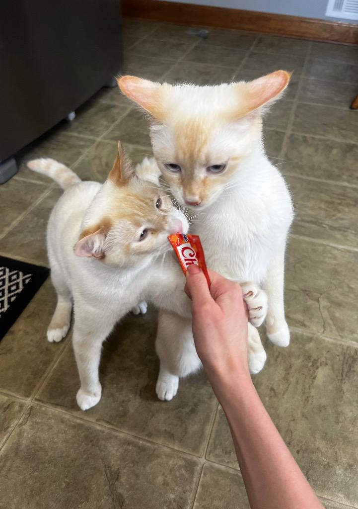 Calvin, a Adoptable mixed breed in Douglasville, GA image 4/6