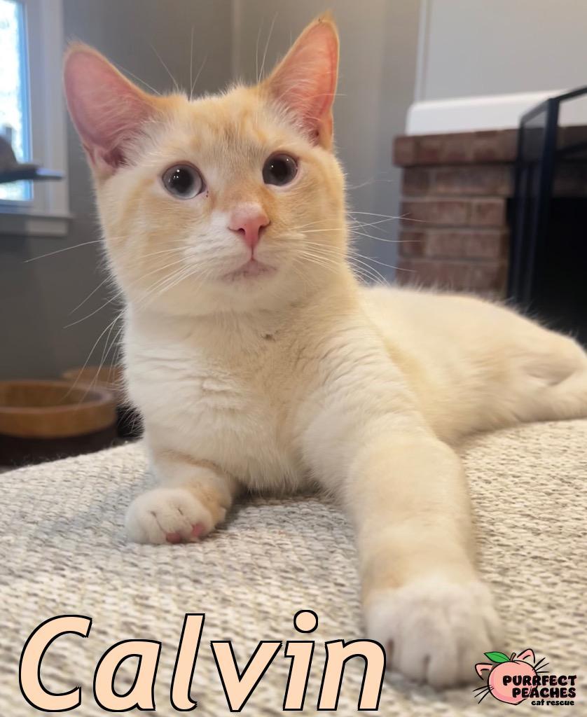 Calvin, a Adoptable mixed breed in Douglasville, GA image 5/6