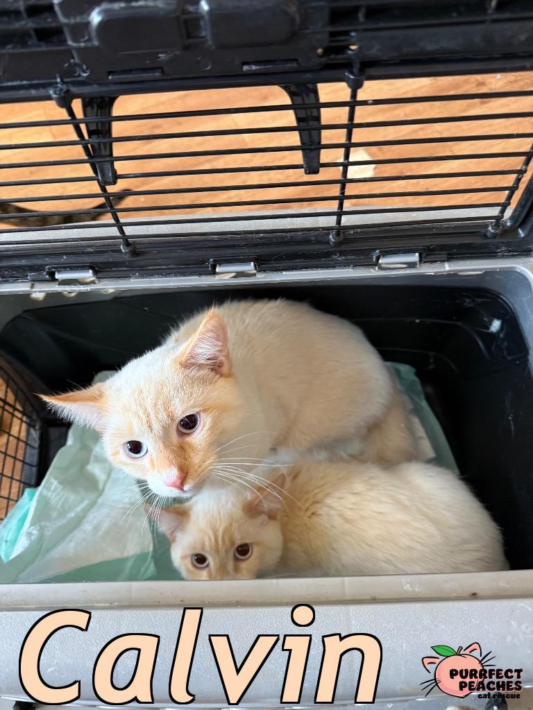 Calvin, a Adoptable mixed breed in Douglasville, GA image 6/6