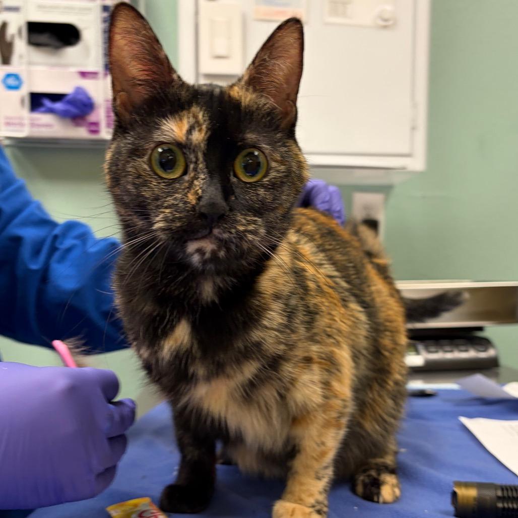 Stray 7/02/26 A64926, Adoptable, Adult Female Domestic Short Hair.