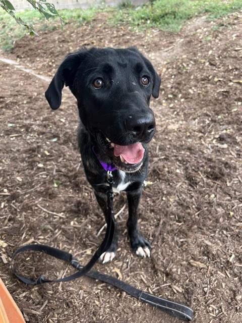 WALUIGI, Adoptable, Young Male Cane Corso & Mixed Breed.