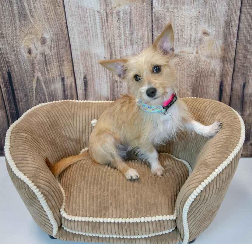Enlarge Bridgett, an adopted mixed breed in Kennesaw, GA image 5/6