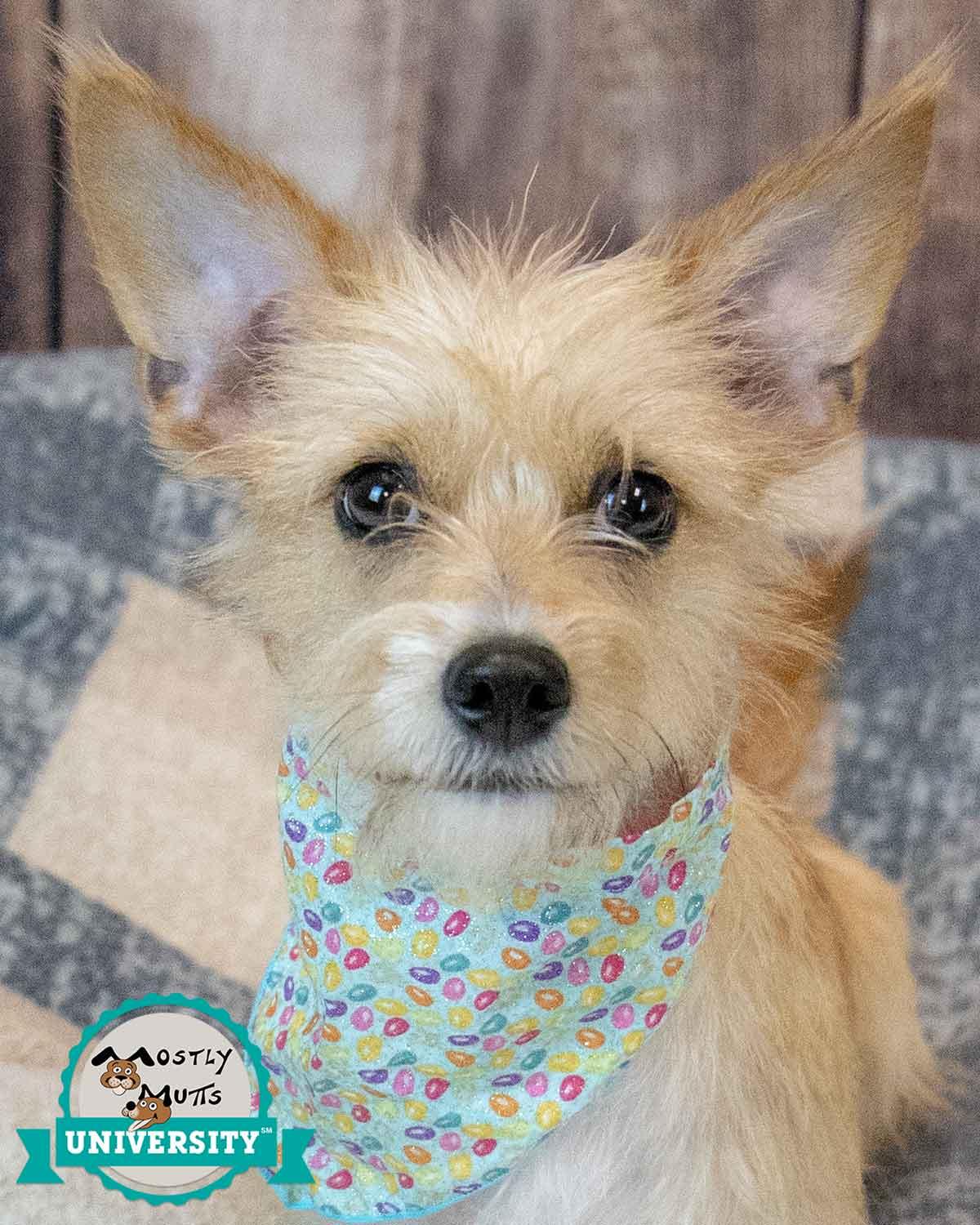 Enlarge Bridgett, an adopted mixed breed in Kennesaw, GA image 1/6