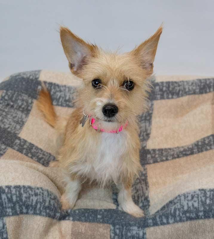 Enlarge Bridgett, an adopted mixed breed in Kennesaw, GA image 3/6