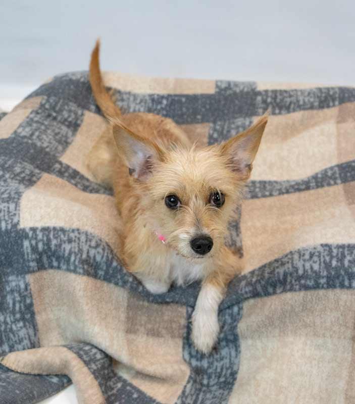 Enlarge Bridgett, an adopted mixed breed in Kennesaw, GA image 6/6