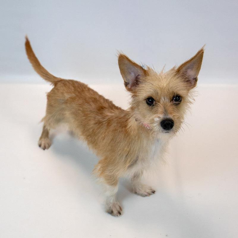 Enlarge Bridgett, an adopted mixed breed in Kennesaw, GA image 2/6