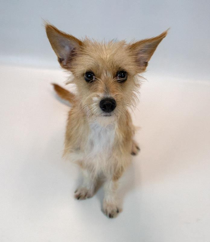 Enlarge Bridgett, an adopted mixed breed in Kennesaw, GA image 4/6