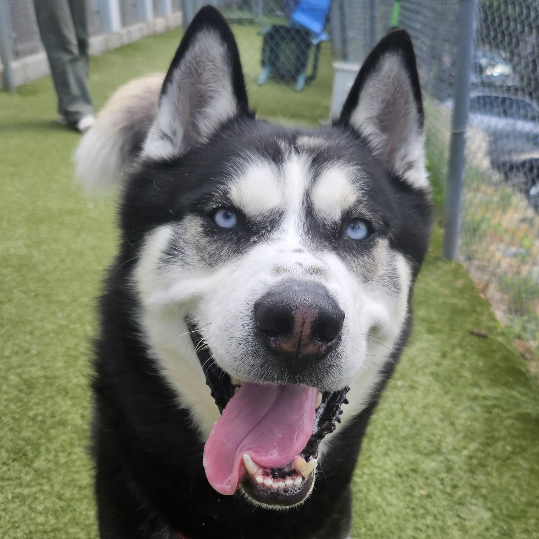Enlarge Hugo, a Adoptable Siberian Husky in Fall River, MA image 1/1