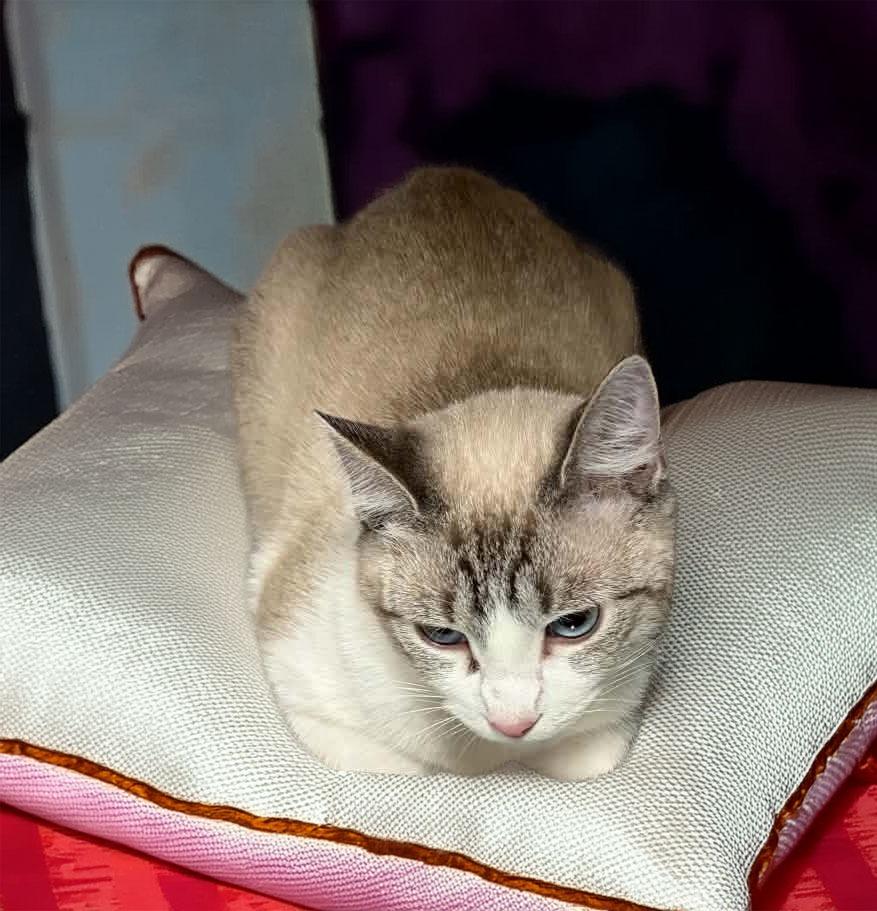 Enlarge Wisp, a Adoptable Snowshoe in Lavonia, GA image 1/1