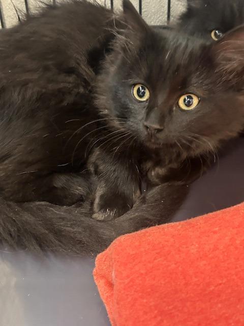 Enlarge Sprite, a Adoptable mixed breed in Rock Springs, WY image 1/3