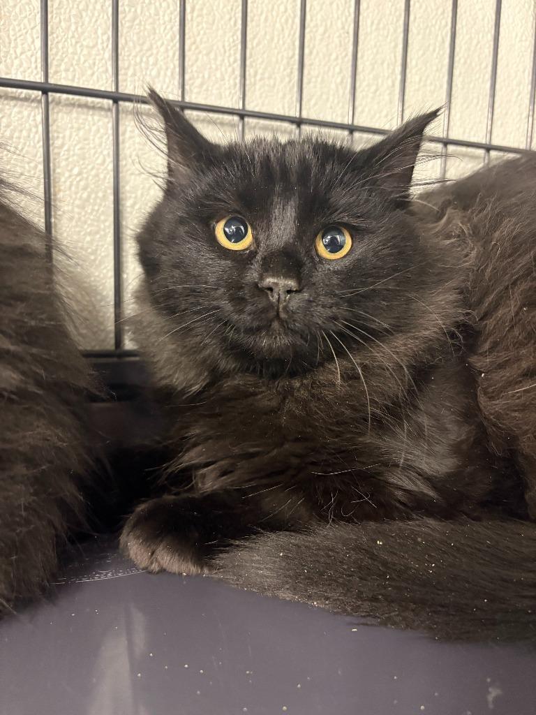 Enlarge Sprite, a Adoptable mixed breed in Rock Springs, WY image 2/3