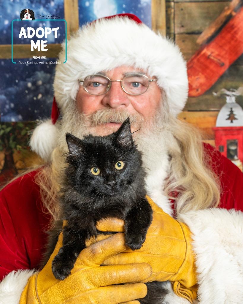 Enlarge Sprite, a Adoptable mixed breed in Rock Springs, WY image 3/3