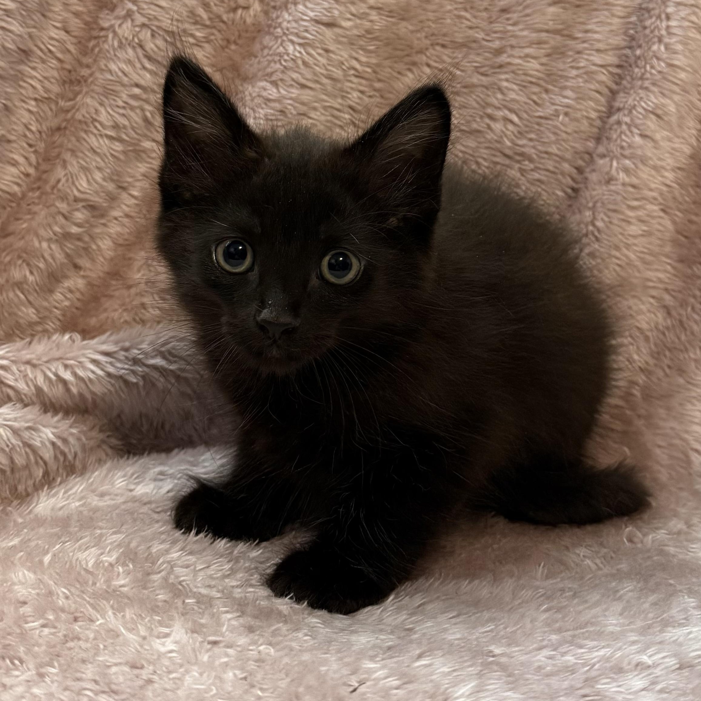 Enlarge Saber -Preadoption ONLY, a Adoptable Domestic Short Hair in Chilliwack, BC image 1/1