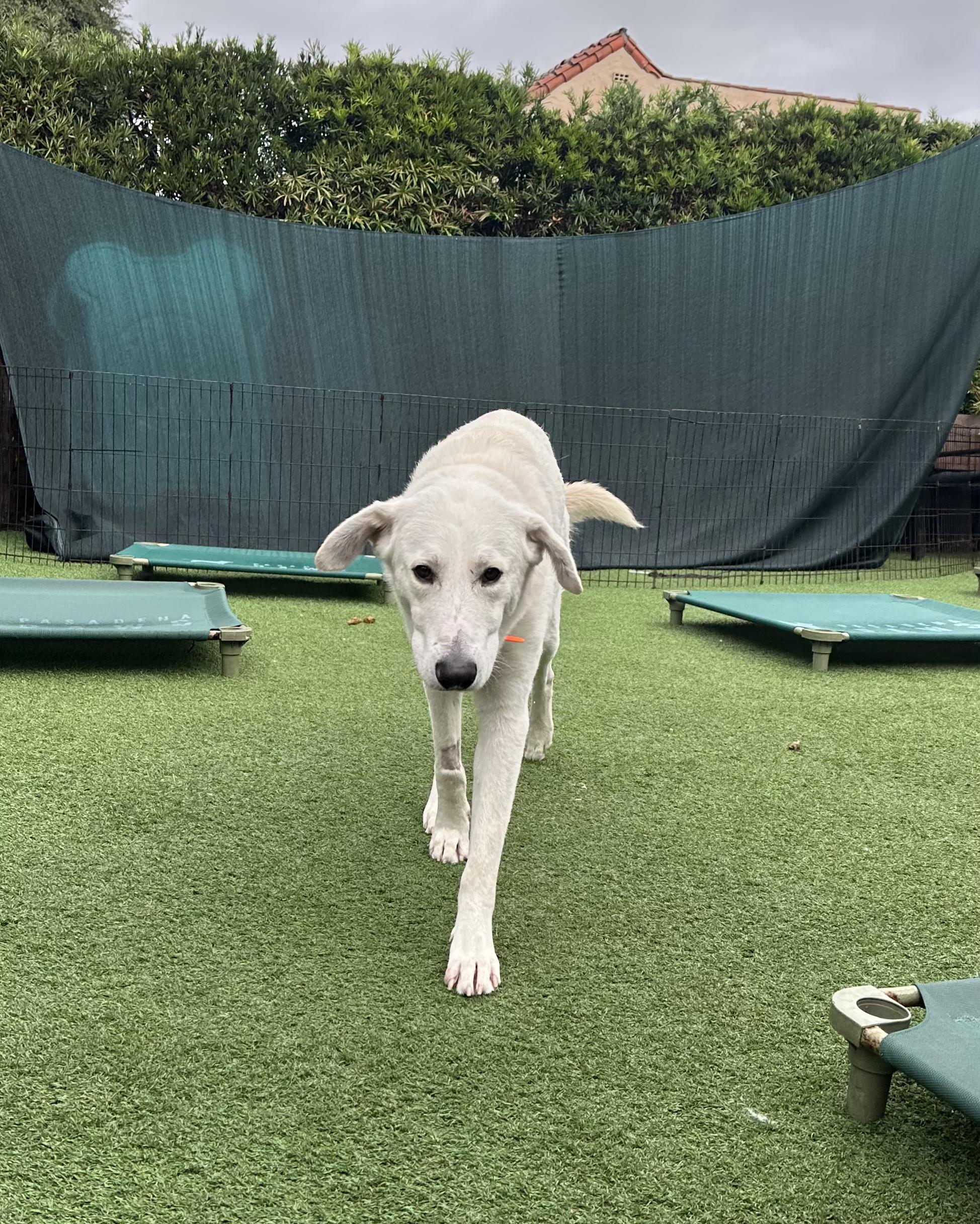 Luka, Adoptable, Young Male Great Pyrenees & German Shepherd Dog.