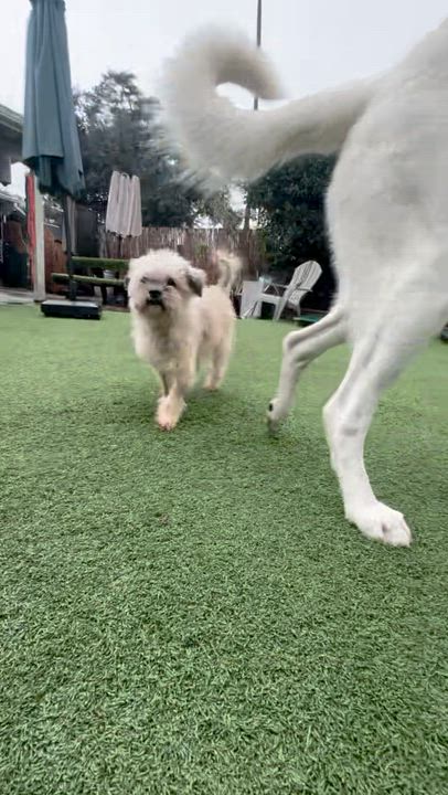 Enlarge Luka, a Adoptable mixed breed in West Hollywood, CA video 2/2