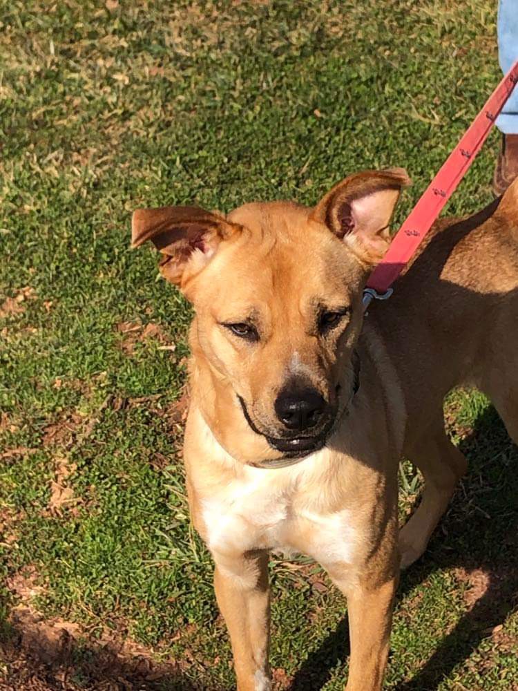 Pet Ri Rz Ritz - Adoptable Pet | Petfinder
