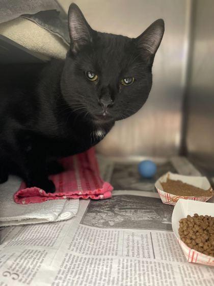 Panther — thumbnail 2