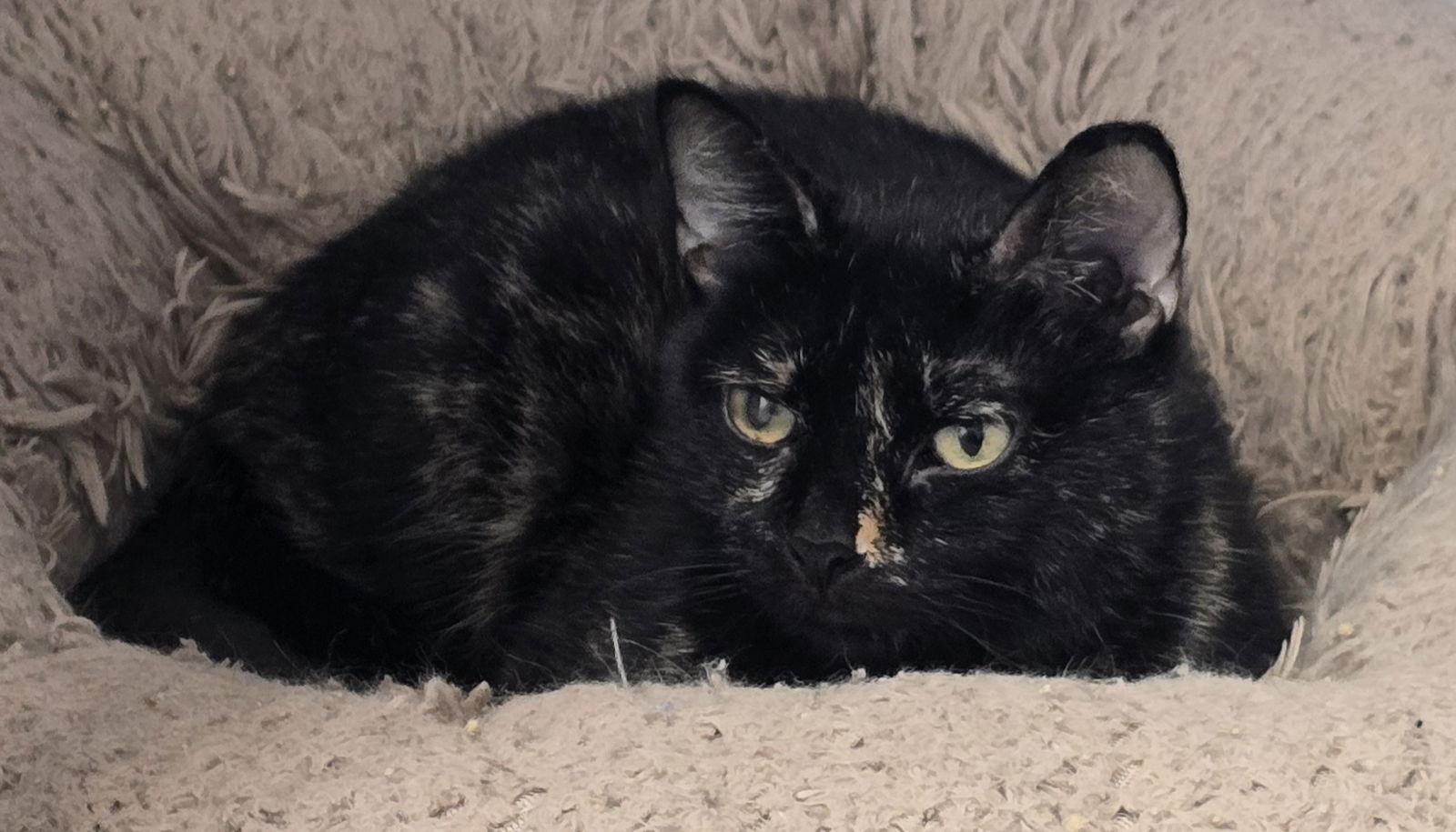 Leela, Adoptable, Adult Female Domestic Short Hair.