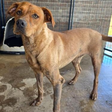 Dahlia, a ADOPTABLE mixed breed in Austin, AR image 3/3