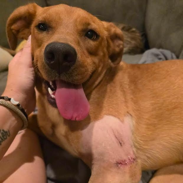 Dahlia, a ADOPTABLE mixed breed in Austin, AR image 2/3