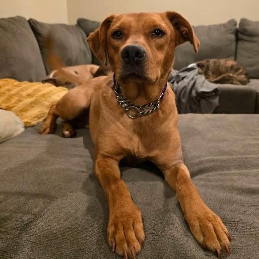 Dahlia, ADOPTABLE, Young Female Labrador Retriever.