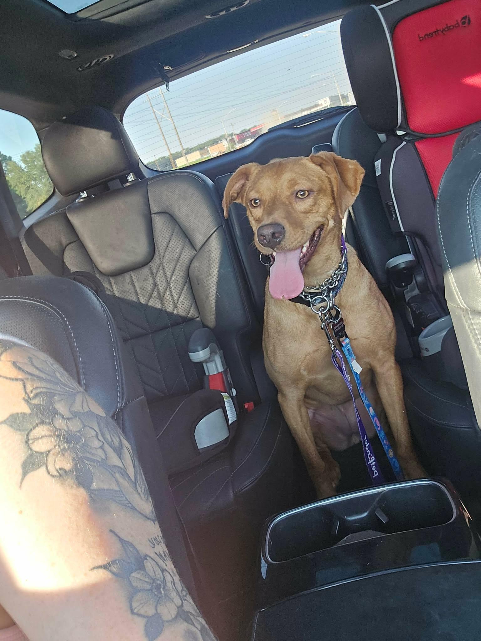 Enlarge Dahlia, a Adoptable mixed breed in Austin, AR image 5/5