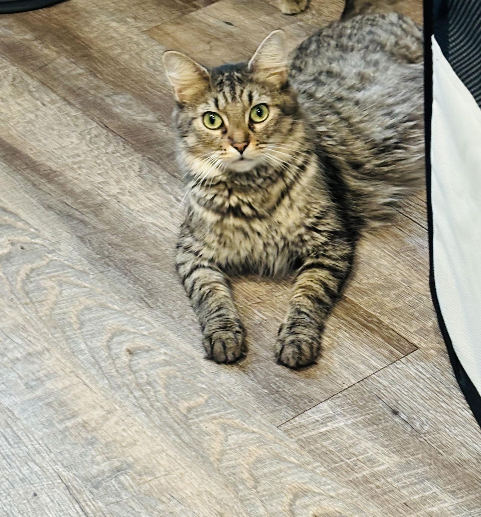 Enlarge Prissy, a Adoptable Domestic Medium Hair in King George, VA image 1/3