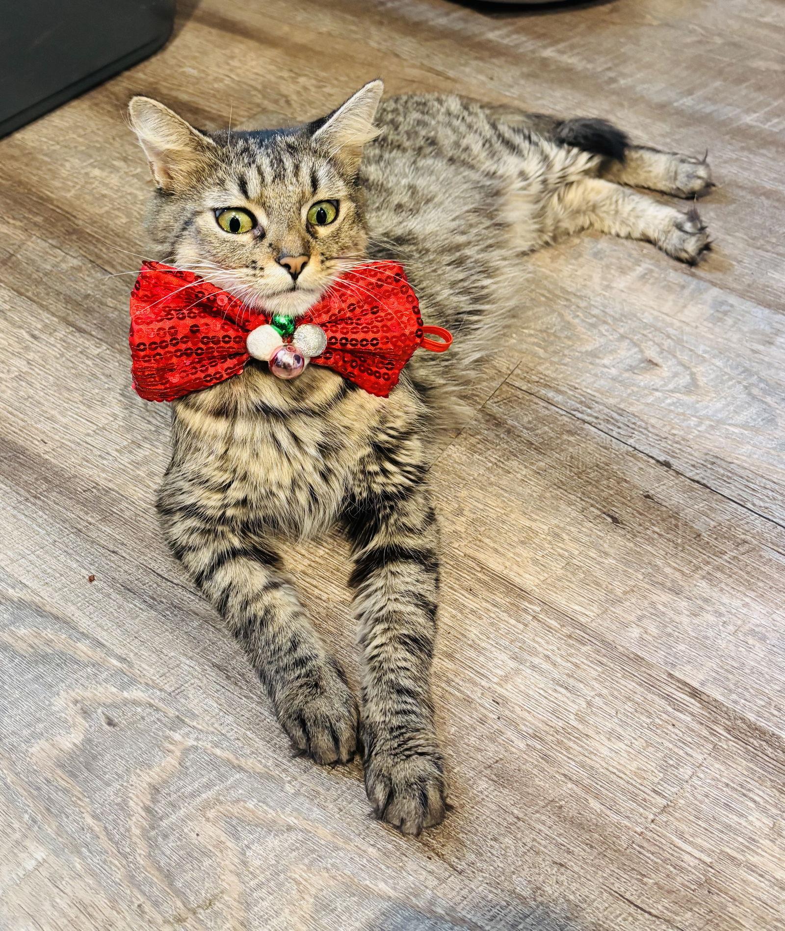 Enlarge Prissy, a Adoptable Domestic Medium Hair in King George, VA image 2/3