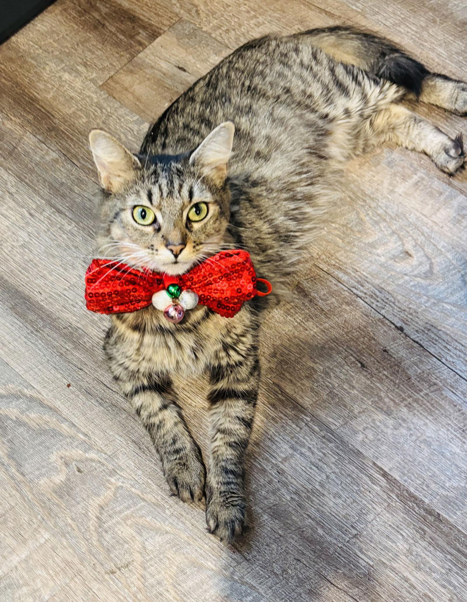 Enlarge Prissy, a Adoptable Domestic Medium Hair in King George, VA image 3/3