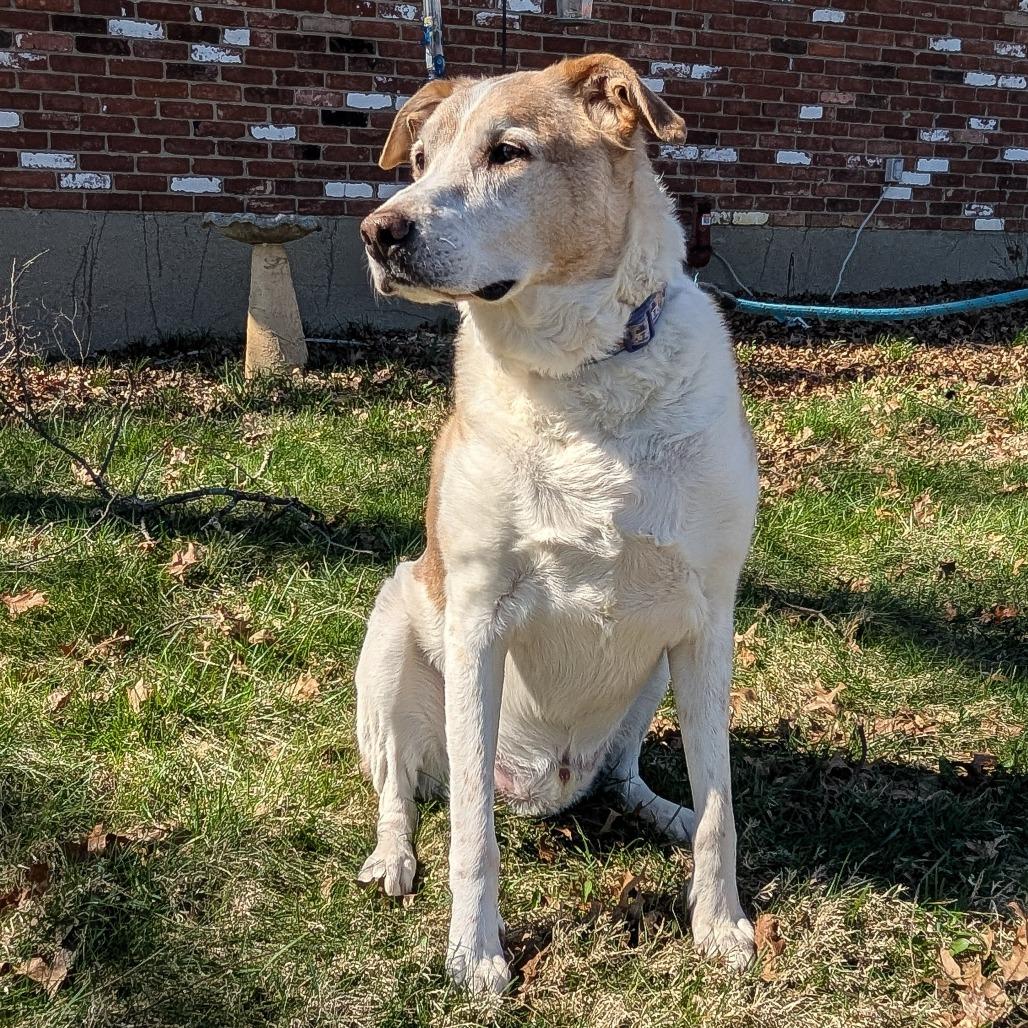 David Bowie, Adoptable, Senior Male Mixed Breed.
