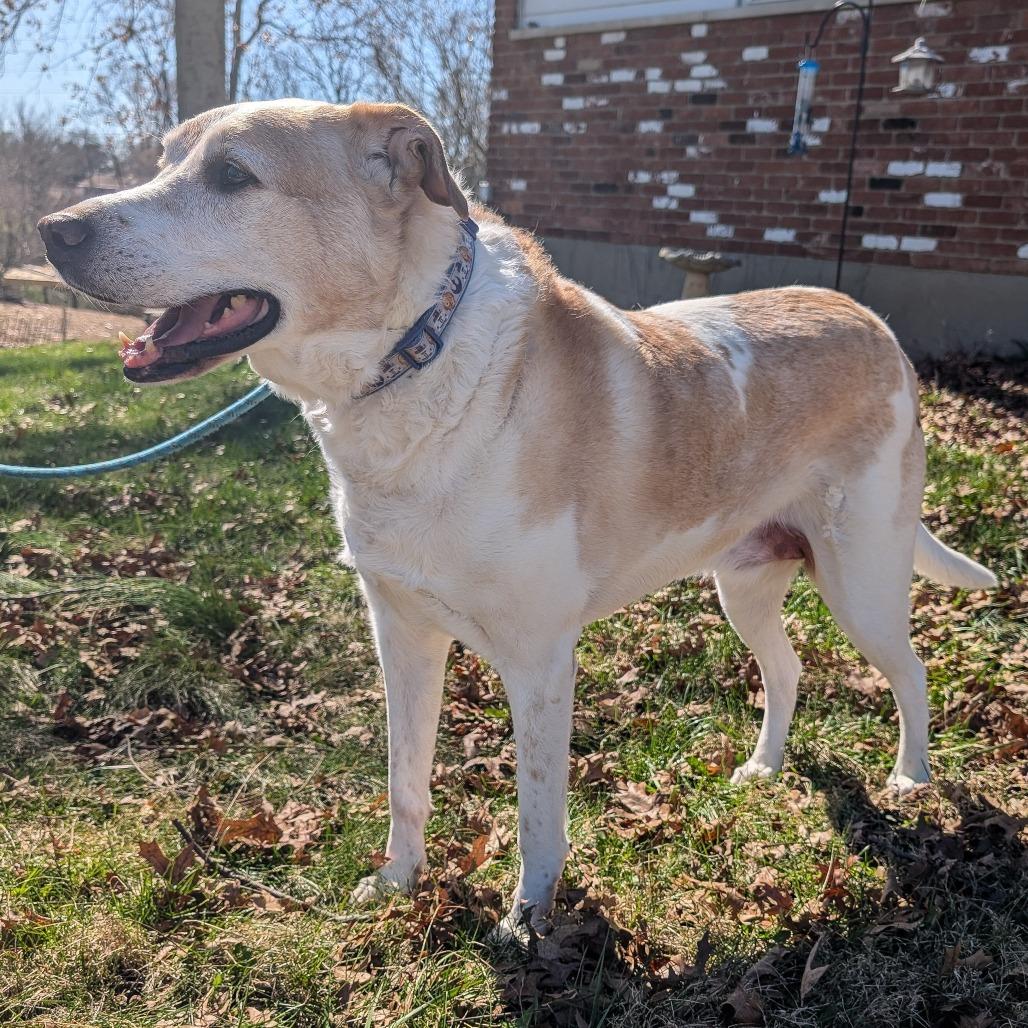 Enlarge David Bowie, a Adoptable Mixed Breed in Cincinnati, OH image 2/6