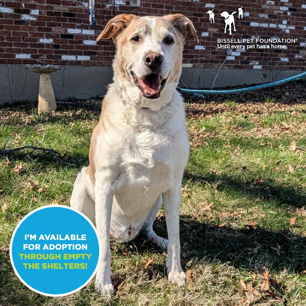 Enlarge David Bowie- $70 Adoption Fee!, a Adoptable Mixed Breed in Cincinnati, OH image 3/6