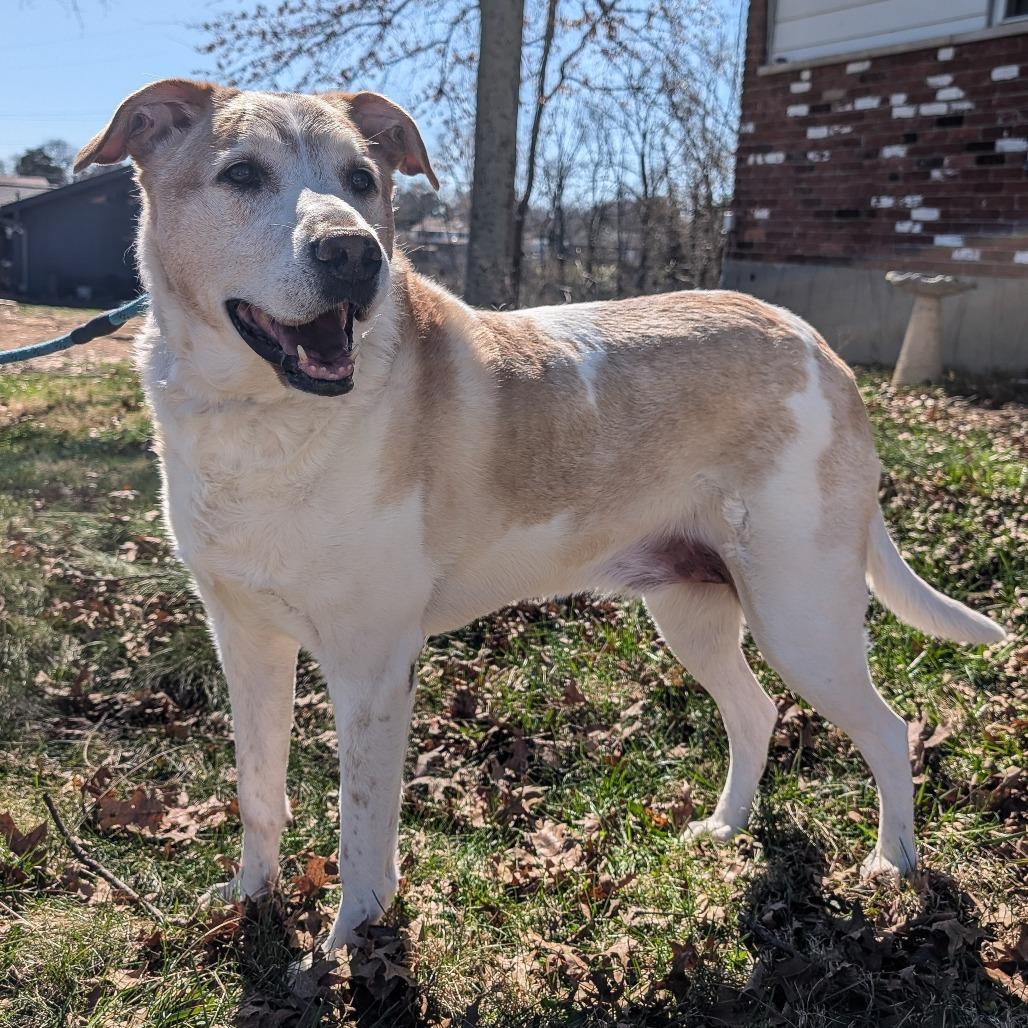 Enlarge David Bowie, a Adoptable Mixed Breed in Cincinnati, OH image 4/6
