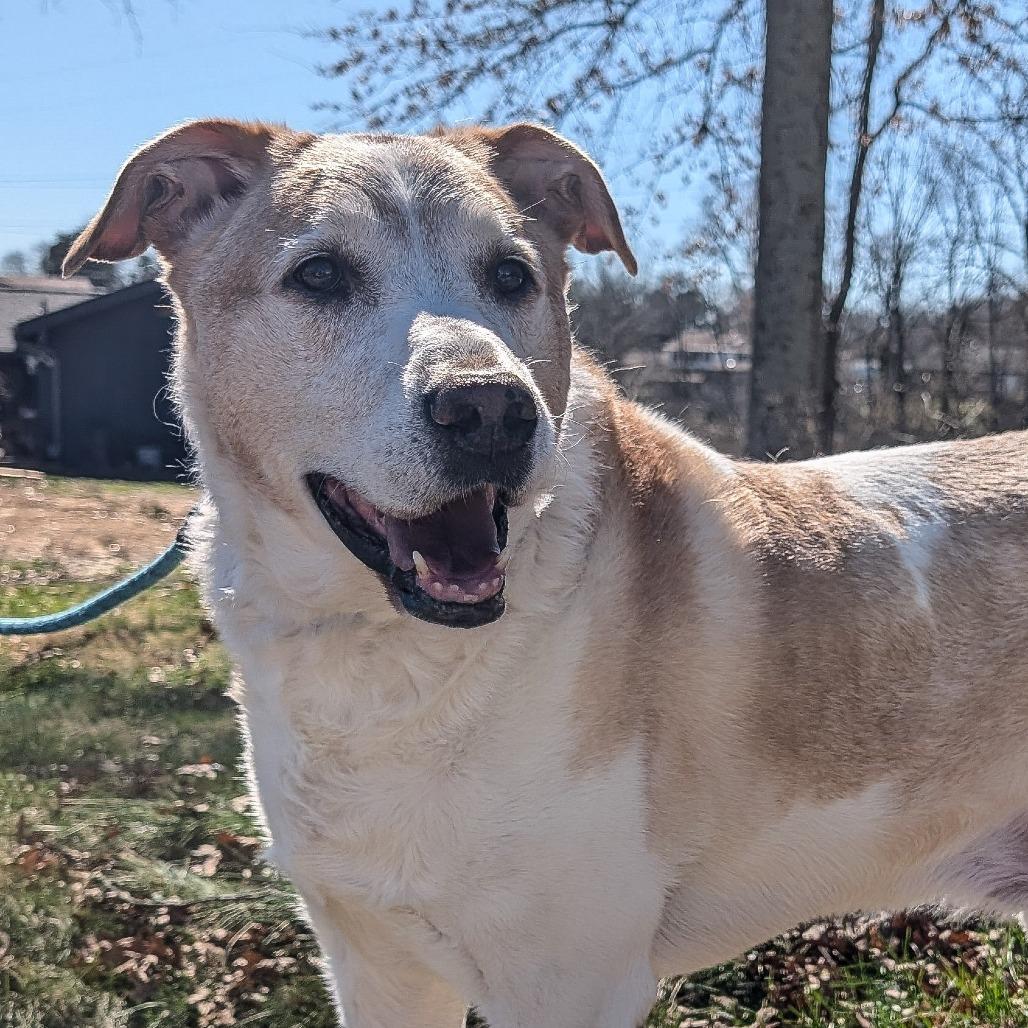 Enlarge David Bowie, a Adoptable Mixed Breed in Cincinnati, OH image 5/6