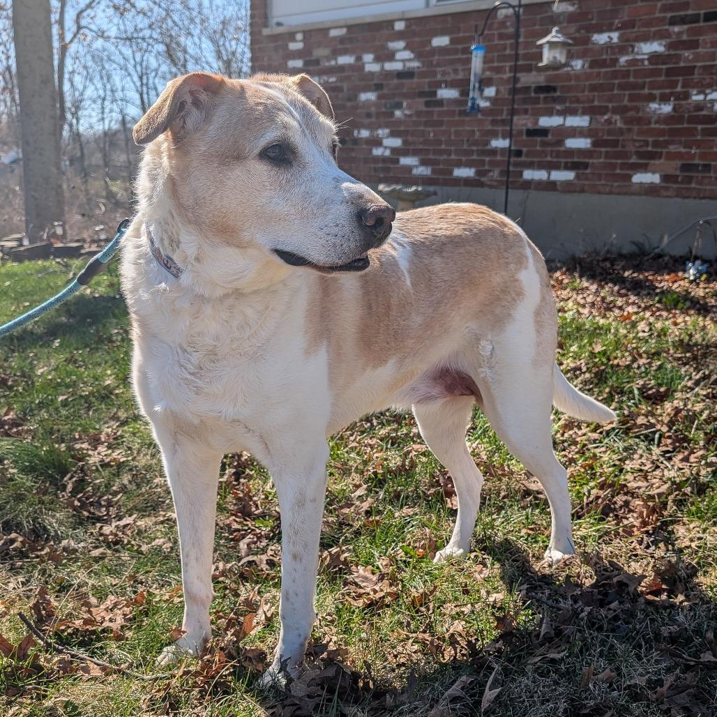 David Bowie, a Adoptable Mixed Breed in Cincinnati, OH image 5/6