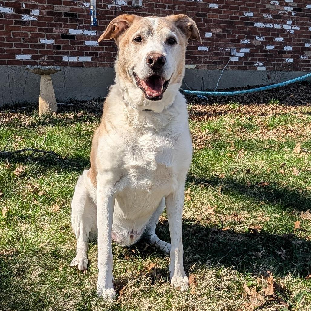 Enlarge David Bowie, a Adoptable Mixed Breed in Cincinnati, OH image 6/6
