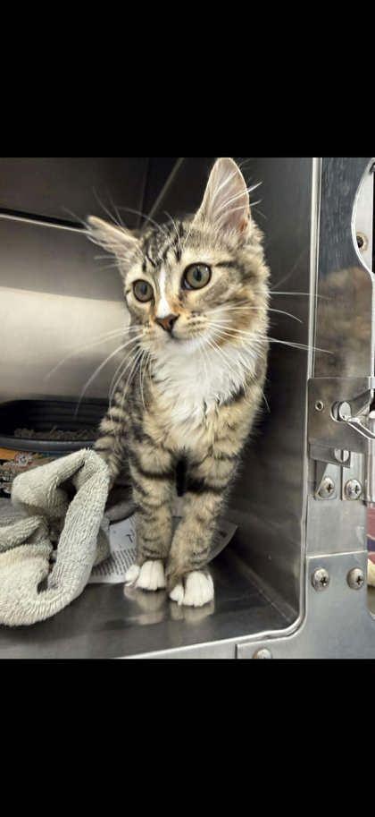 Christine Aguilera, adopted, Kitten Female Domestic Medium Hair.
