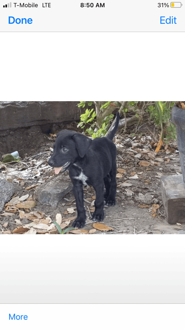 Penelope & Petunia, Adoptable, Adult Female Terrier & Labrador Retriever.