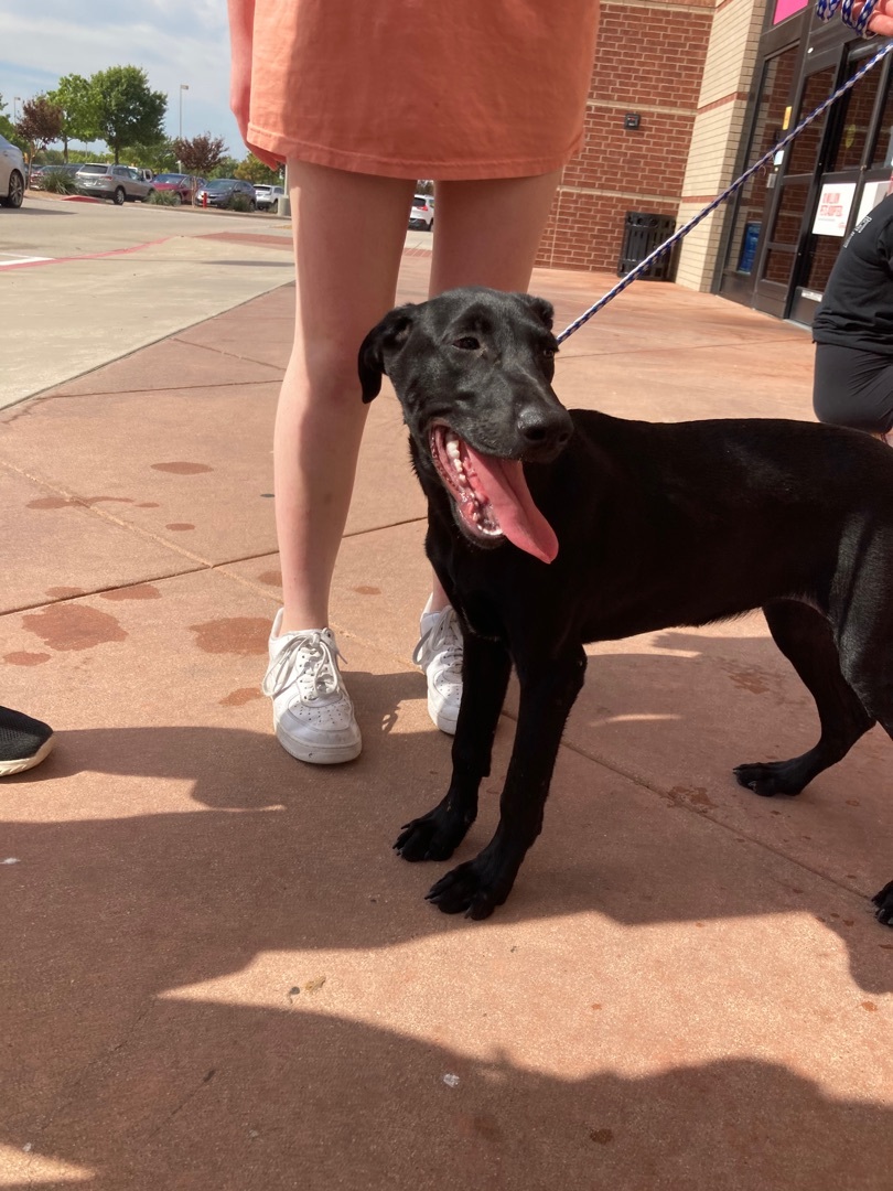 Enlarge Penelope & Petunia, a Adoptable mixed breed in Plano, TX image 2/8