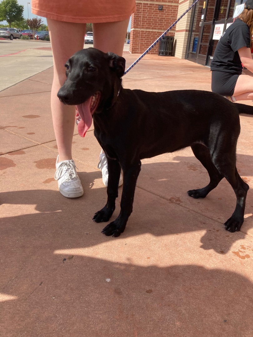 Enlarge Penelope & Petunia, a Adoptable mixed breed in Plano, TX image 3/8