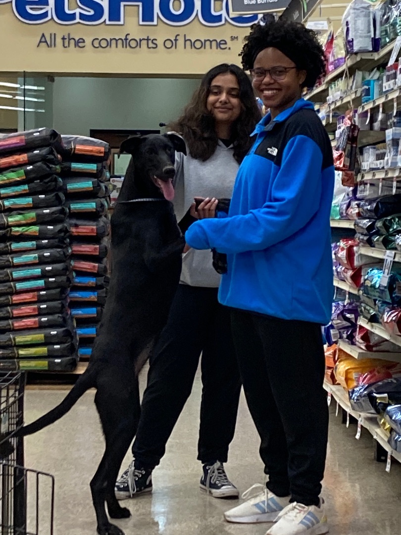 Enlarge Penelope & Petunia, a Adoptable mixed breed in Plano, TX image 4/8